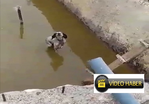 Doğanşehir'de Havuza Düşen Köpeği Kurtardı (VİDEO)