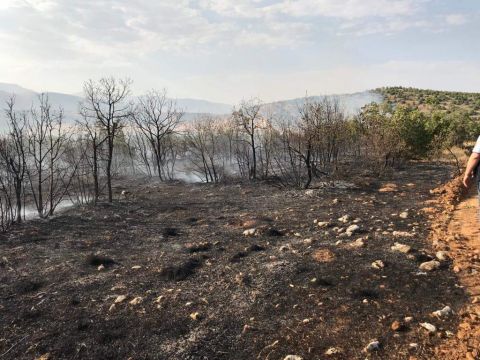 Doğanşehir'de Orman Yangını